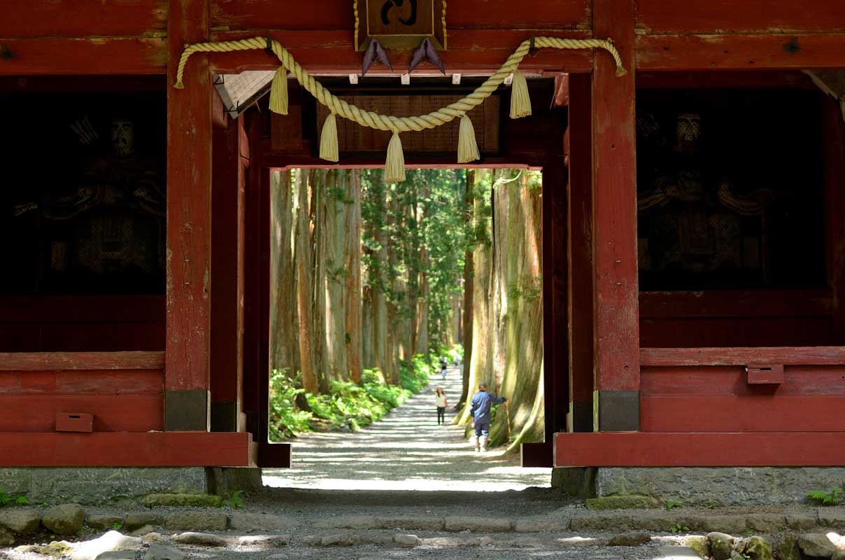 戸隠神社の奥社参道並木