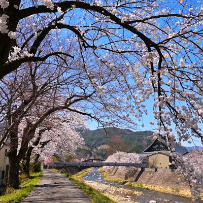 桜に彩られる飛騨古川　春の色　春の音