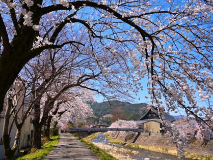 桜に彩られる飛騨古川　春の色　春の音