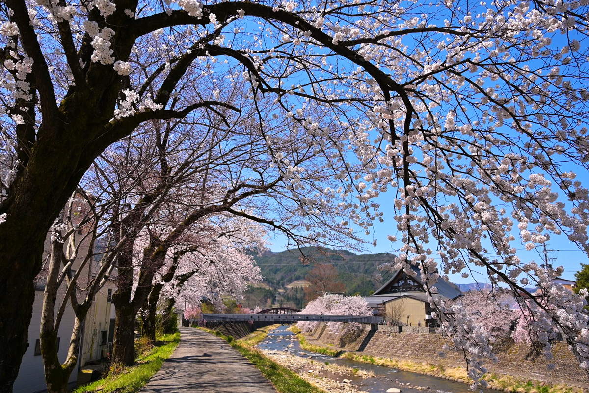 桜に彩られる飛騨古川　春の色　春の音